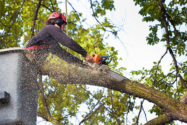 The Steps Involved in Our Tree Care Process in Bethany, WV